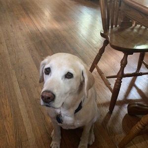 Meet your Posher, Layla